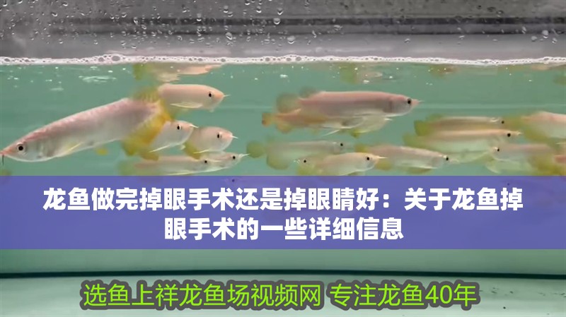 龍魚做完掉眼手術(shù)還是掉眼睛好：關(guān)于龍魚掉眼手術(shù)的一些詳細(xì)信息