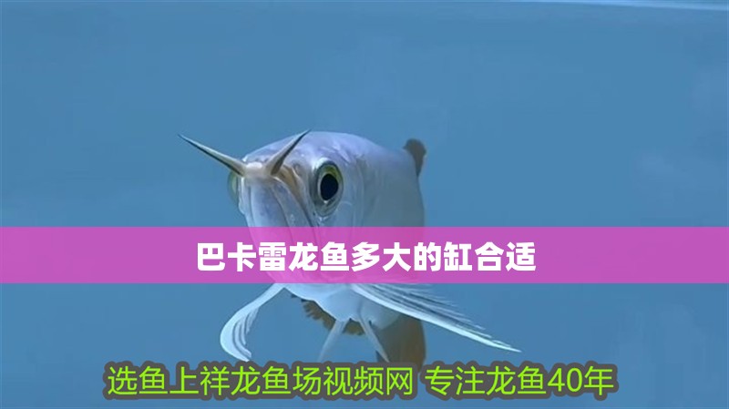 巴卡雷龍魚多大的缸合適