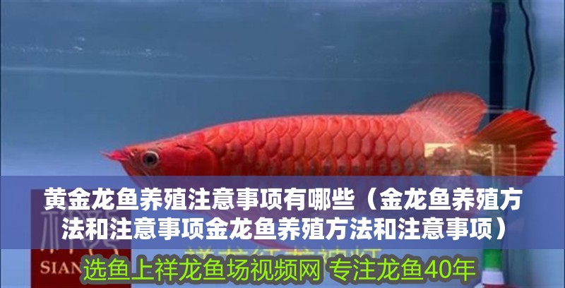 黃金龍魚養殖注意事項有哪些（金龍魚養殖方法和注意事項金龍魚養殖方法和注意事項）