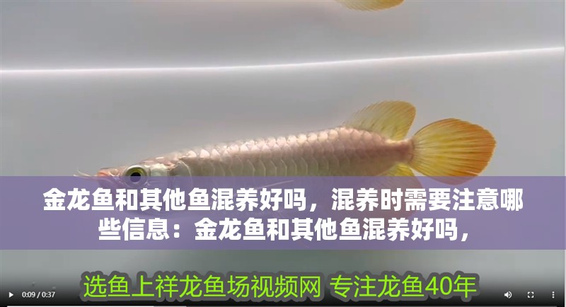 金龍魚和其他魚混養好嗎，混養時需要注意哪些信息：金龍魚和其他魚混養好嗎，