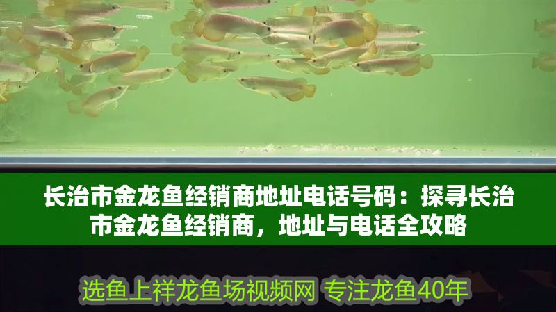 長治市金龍魚經銷商地址電話號碼：探尋長治市金龍魚經銷商，地址與電話全攻略