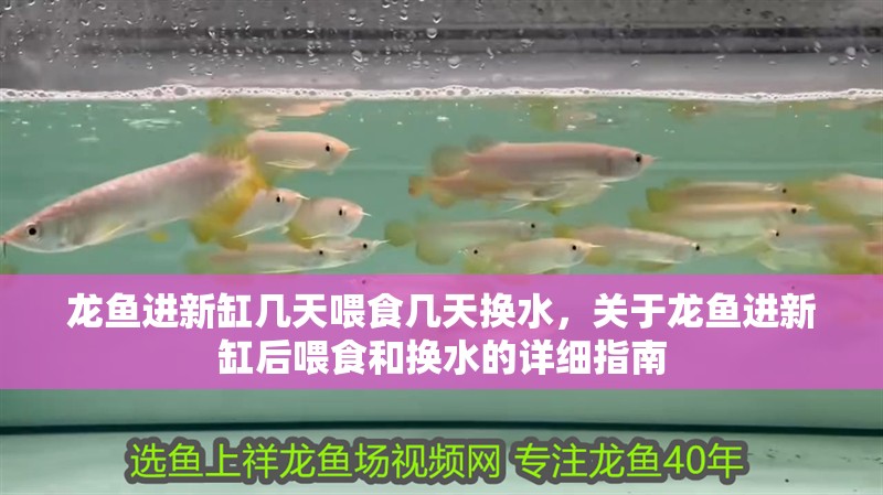 龍魚(yú)進(jìn)新缸幾天喂食幾天換水，關(guān)于龍魚(yú)進(jìn)新缸后喂食和換水的詳細(xì)指南