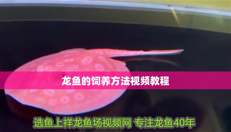 龍魚的飼養(yǎng)方法視頻教程