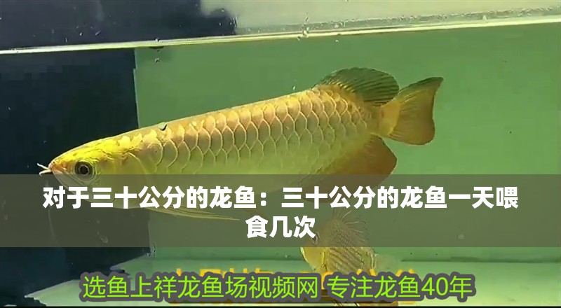對于三十公分的龍魚：三十公分的龍魚一天喂食幾次