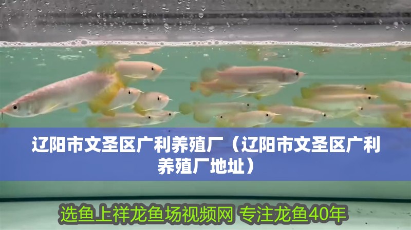 遼陽市文圣區廣利養殖廠（遼陽市文圣區廣利養殖廠地址）