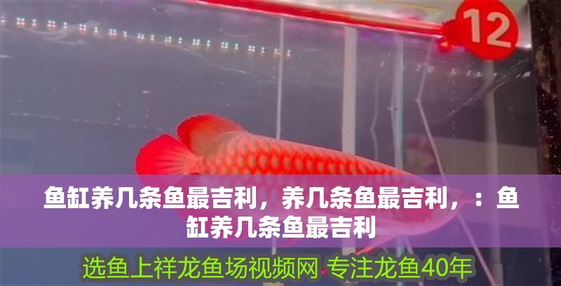 魚缸養(yǎng)幾條魚最吉利，養(yǎng)幾條魚最吉利，：魚缸養(yǎng)幾條魚最吉利