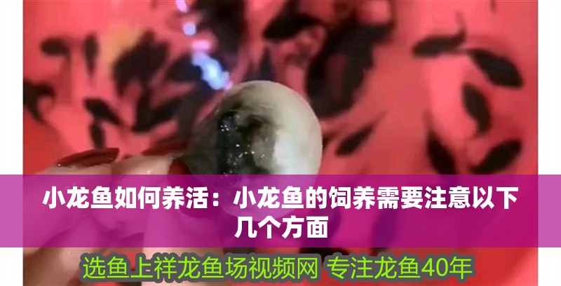 小龍魚如何養(yǎng)活：小龍魚的飼養(yǎng)需要注意以下幾個方面