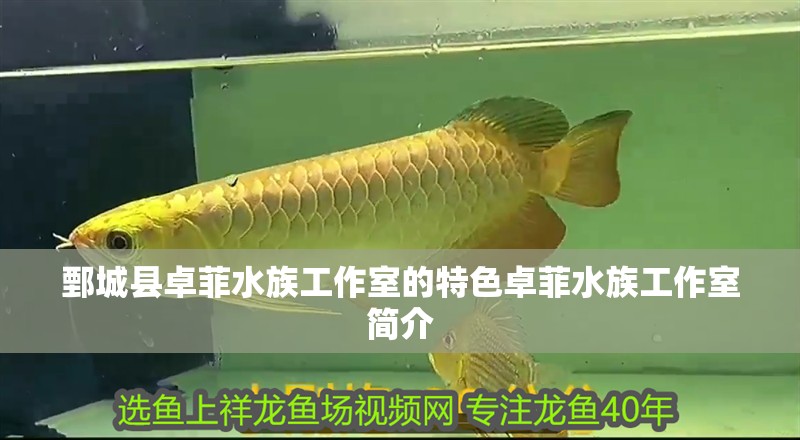 鄄城縣卓菲水族工作室的特色卓菲水族工作室簡介