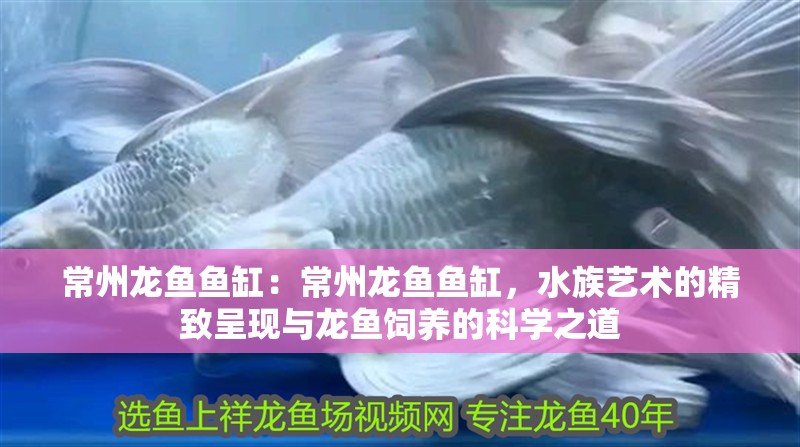 常州龍魚魚缸：常州龍魚魚缸，水族藝術的精致呈現(xiàn)與龍魚飼養(yǎng)的科學之道