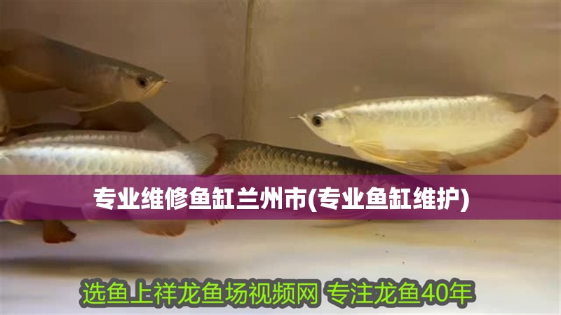 專業(yè)維修魚缸蘭州市(專業(yè)魚缸維護(hù))