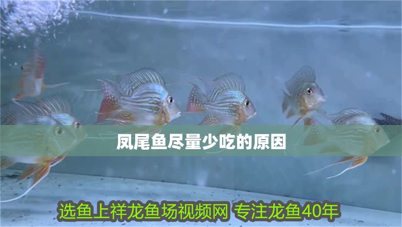 鳳尾魚盡量少吃的原因