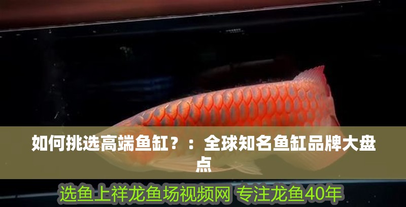 如何挑選高端魚缸？：全球知名魚缸品牌大盤點