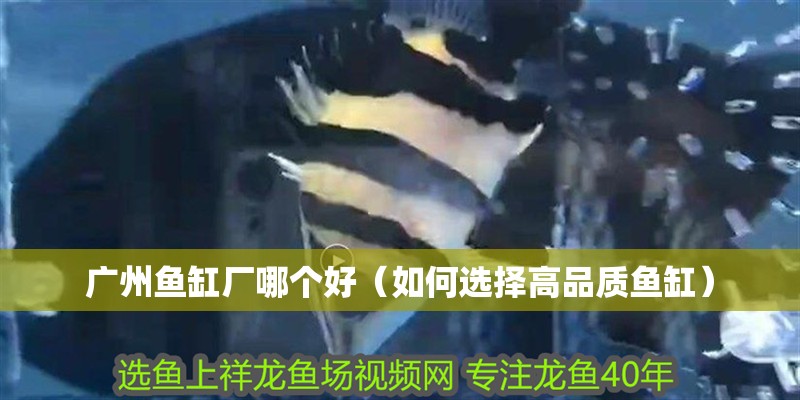 廣州魚缸廠哪個好（如何選擇高品質魚缸）