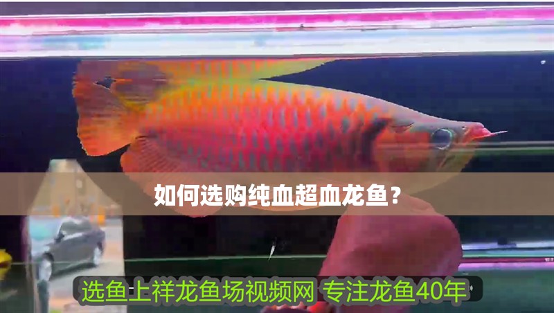 如何選購純血超血龍魚？