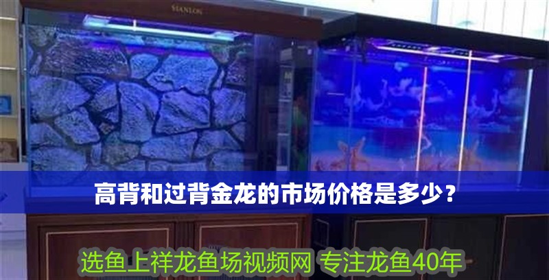 高背和過背金龍的市場價格是多少？