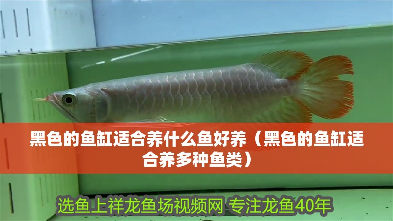 黑色的魚缸適合養什么魚好養（黑色的魚缸適合養多種魚類）