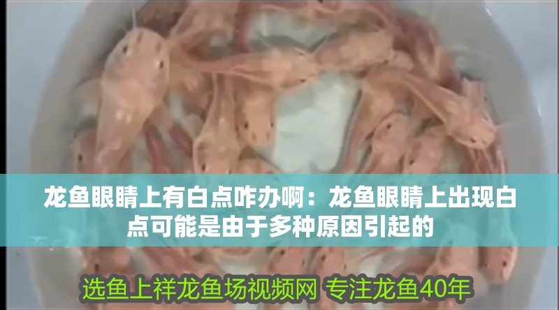 龍魚眼睛上有白點咋辦啊：龍魚眼睛上出現白點可能是由于多種原因引起的