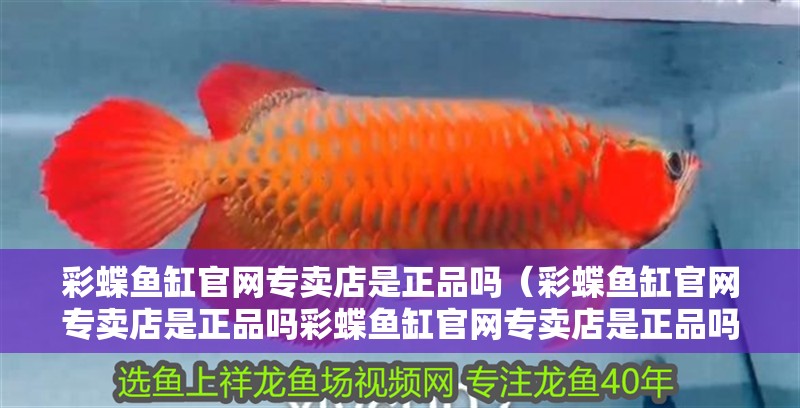 彩蝶魚缸官網專賣店是正品嗎（彩蝶魚缸官網專賣店是正品嗎彩蝶魚缸官網專賣店是正品嗎）