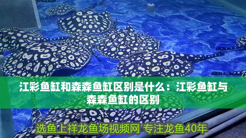 江彩魚(yú)缸和森森魚(yú)缸區(qū)別是什么：江彩魚(yú)缸與森森魚(yú)缸的區(qū)別
