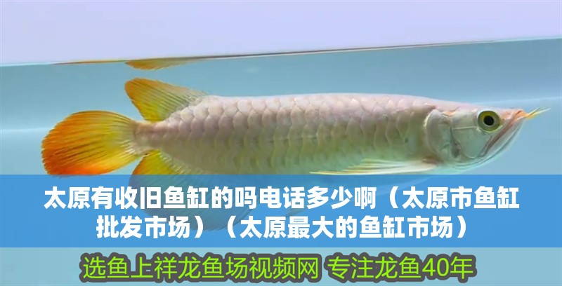 太原有收舊魚缸的嗎電話多少啊（太原市魚缸批發市場）（太原最大的魚缸市場）