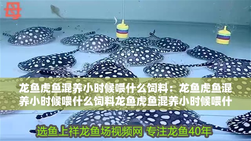 龍魚虎魚混養小時候喂什么飼料：龍魚虎魚混養小時候喂什么飼料龍魚虎魚混養小時候喂什么飼料