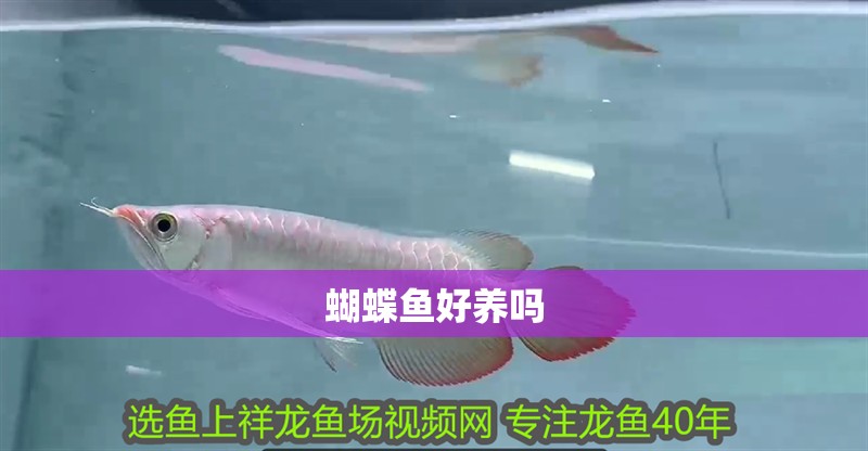 蝴蝶魚好養嗎 蝴蝶魚好養嗎 龍魚論壇