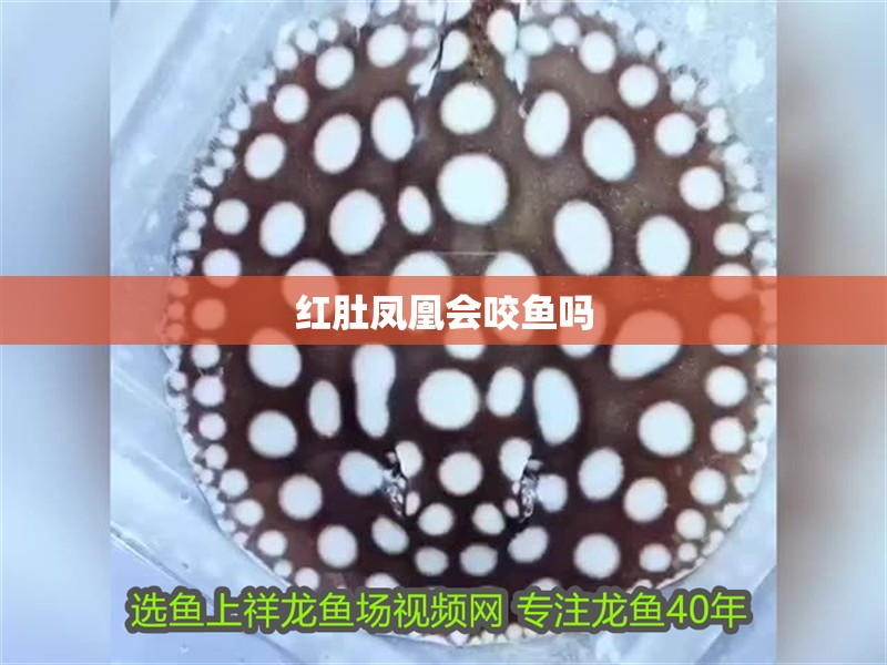紅肚鳳凰會(huì)咬魚(yú)嗎