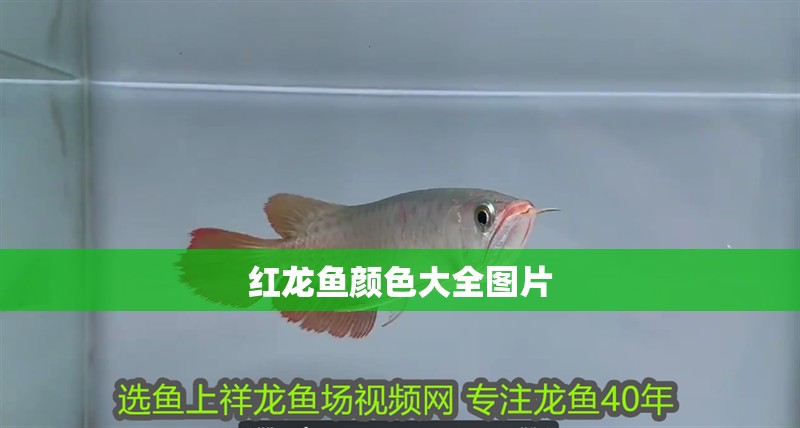 紅龍魚顏色大全圖片