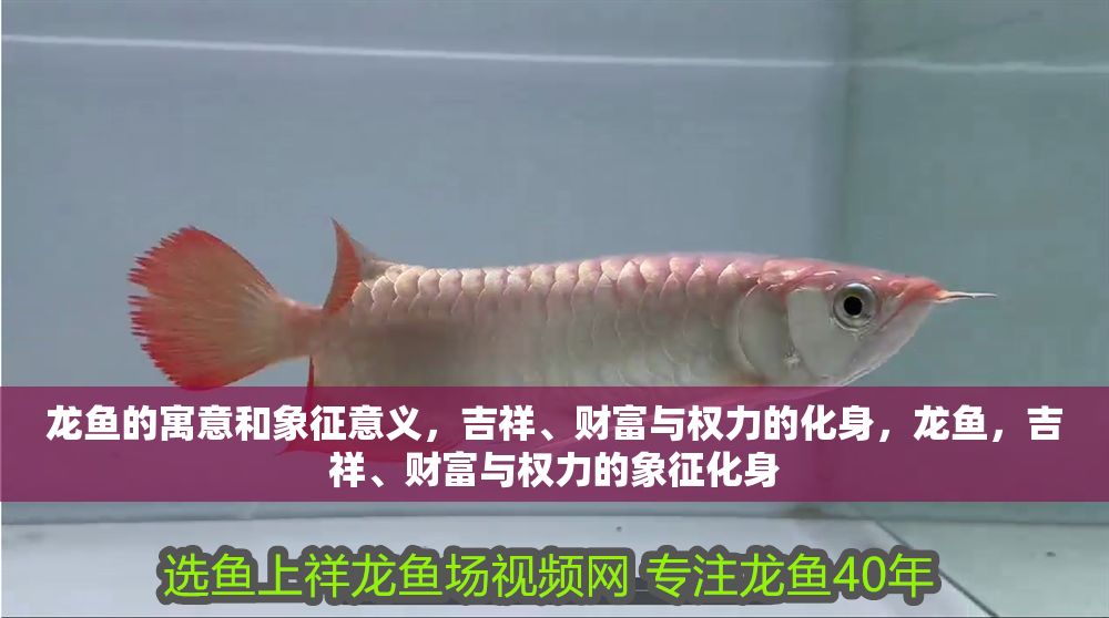 龍魚的寓意和象征意義，吉祥、財富與權力的化身，龍魚，吉祥、財富與權力的象征化身
