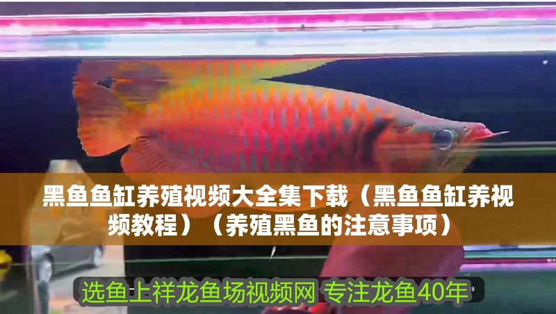 黑魚魚缸養(yǎng)殖視頻大全集下載（黑魚魚缸養(yǎng)視頻教程）（養(yǎng)殖黑魚的注意事項）