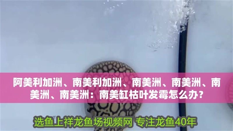 阿美利加洲、南美利加洲、南美洲、南美洲、南美洲、南美洲：南美缸枯葉發霉怎么辦？