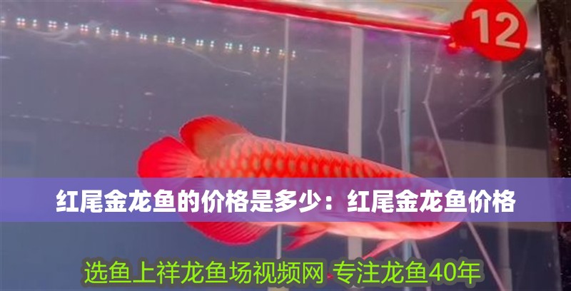 紅尾金龍魚的價格是多少：紅尾金龍魚價格