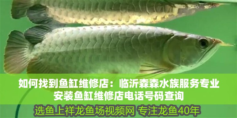 如何找到魚缸維修店：臨沂森森水族服務專業安裝魚缸維修店電話號碼查詢