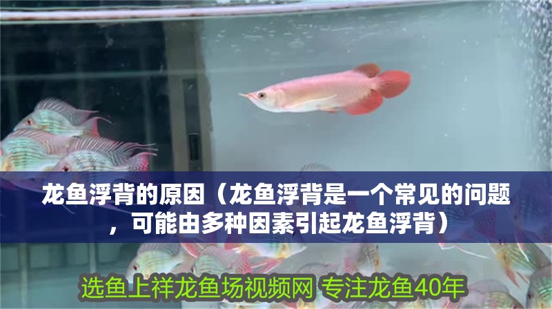 龍魚浮背的原因（龍魚浮背是一個常見的問題，可能由多種因素引起龍魚浮背）