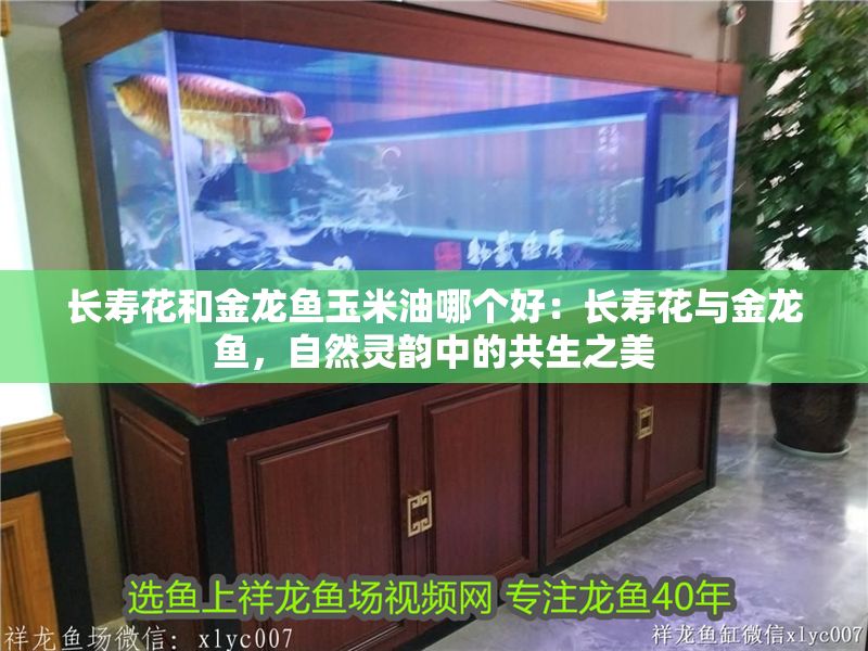 長壽花和金龍魚玉米油哪個好：長壽花與金龍魚，自然靈韻中的共生之美