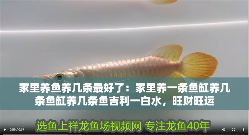 家里養(yǎng)魚養(yǎng)幾條最好了：家里養(yǎng)一條魚缸養(yǎng)幾條魚缸養(yǎng)幾條魚吉利一<strong><mark>白水</mark></strong>，旺財旺運
