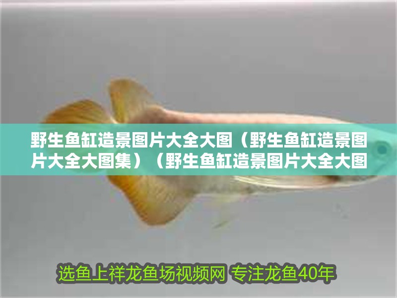 野生魚缸造景圖片大全大圖（野生魚缸造景圖片大全大圖集）（野生魚缸造景圖片大全大圖片大全大圖）