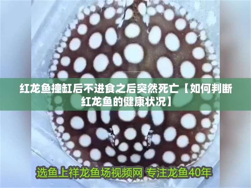 紅龍魚撞缸后不進食之后突然死亡【如何判斷紅龍魚的健康狀況】