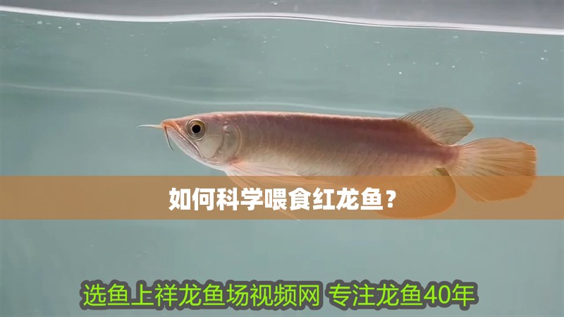 如何科學(xué)喂食紅龍魚？