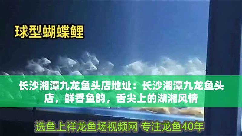 長沙<strong><mark>湘潭</mark></strong>九龍魚頭店地址：長沙<strong><mark>湘潭</mark></strong>九龍魚頭店，鮮香魚韻，舌尖上的湖湘風(fēng)情