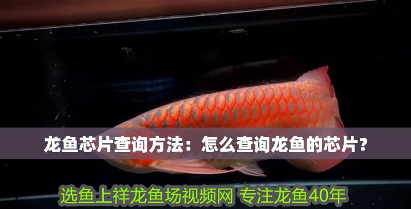 龍魚芯片查詢方法：怎么查詢龍魚的芯片？