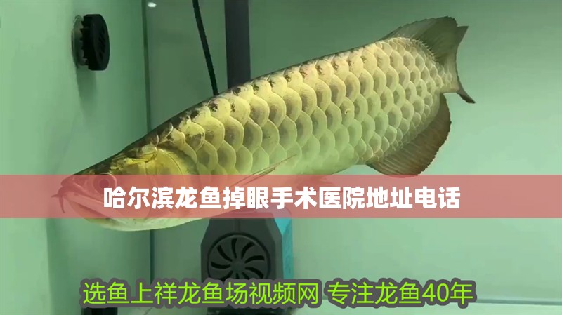 哈爾濱龍魚掉眼手術(shù)醫(yī)院地址電話
