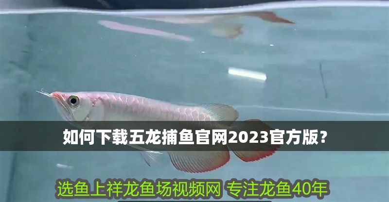 如何下載五龍捕魚官網(wǎng)2023官方版？