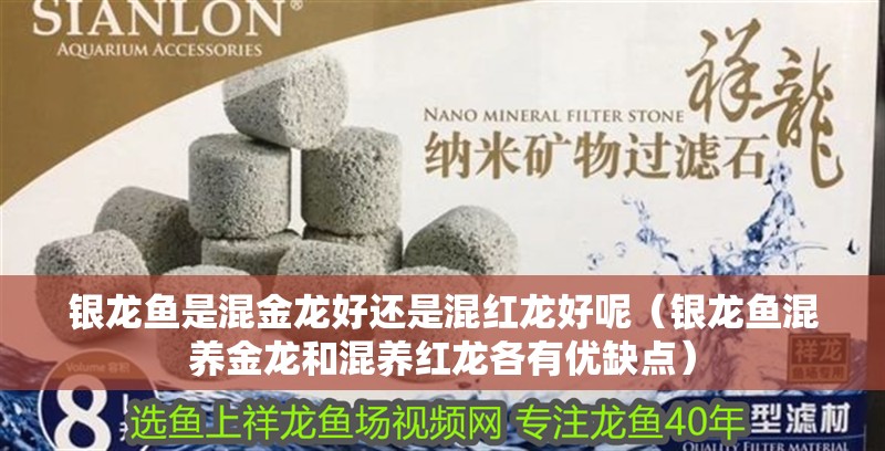 銀龍魚是混金龍好還是混紅龍好呢（銀龍魚混養金龍和混養紅龍各有優缺點）