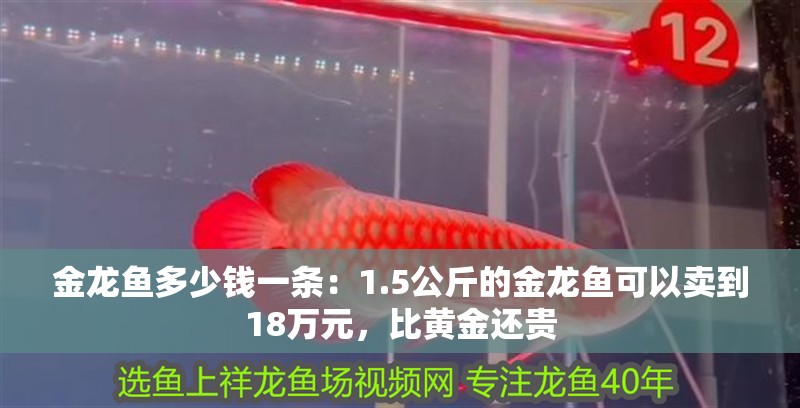 金龍魚多少錢一條：1.5公斤的金龍魚可以賣到18萬(wàn)元，比黃金還貴