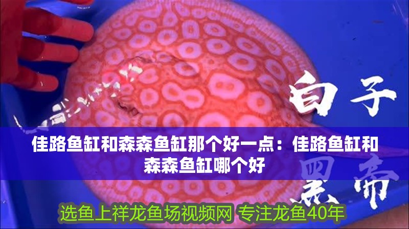 佳路魚(yú)缸和森森魚(yú)缸那個(gè)好一點(diǎn)：佳路魚(yú)缸和森森魚(yú)缸哪個(gè)好