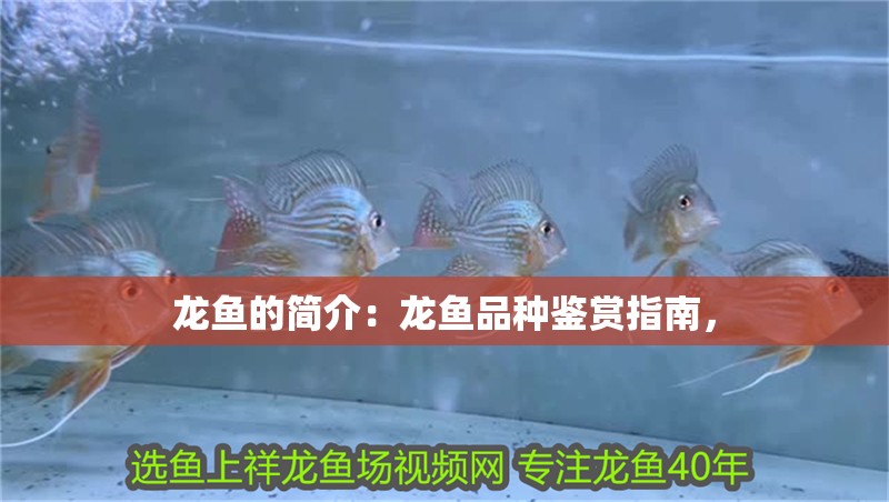 龍魚的簡(jiǎn)介：龍魚品種鑒賞指南，
