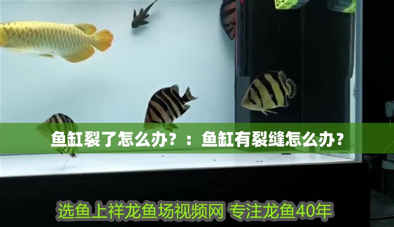 魚缸裂了怎么辦？：魚缸有裂縫怎么辦？