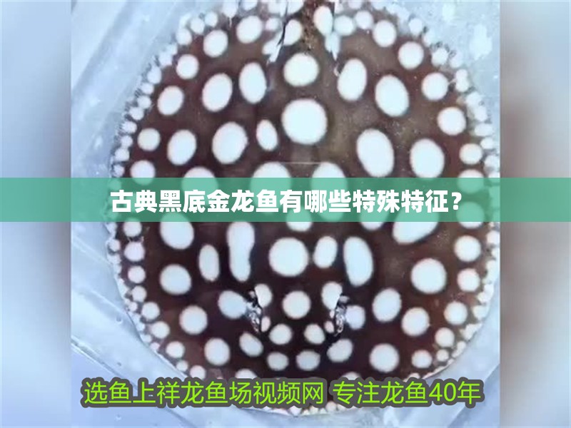 古典黑底金龍魚有哪些特殊特征？