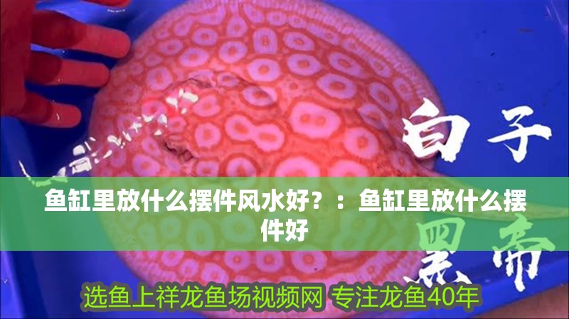 魚缸里放什么擺件風水好？：魚缸里放什么擺件好